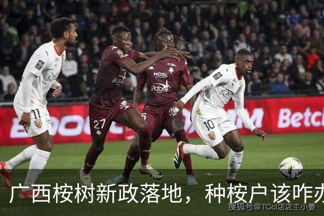 广西桉树新政落地，种桉户该咋办？